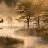 NHM Shop Cotton Mist Wall Print* Current Wildlife Photographer Of The Year | Wildlife Photographer Of The Year