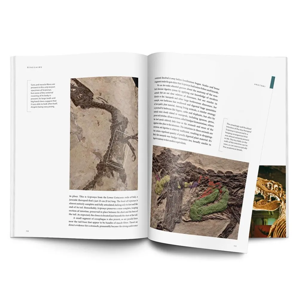 NHM Shop Dinosaurs: How They Lived and Evolved*Kids Science Books | Museum-related Books