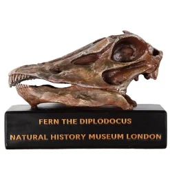 NHM Shop Fern the Diplodocus Replica Skull* Dinosaur Decor & Accessories | Father’s Day