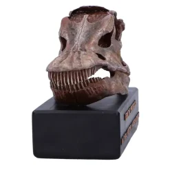 NHM Shop Fern the Diplodocus Replica Skull* Dinosaur Decor & Accessories | Father’s Day
