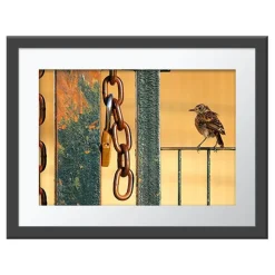 NHM Shop Free as a Bird Wall Print* Current Wildlife Photographer Of The Year | Wildlife Photographer Of The Year