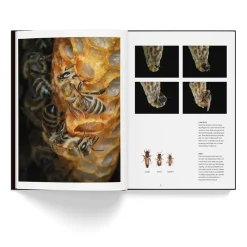 NHM Shop Honey Bees*Kids Coffee-table Books | Science Books