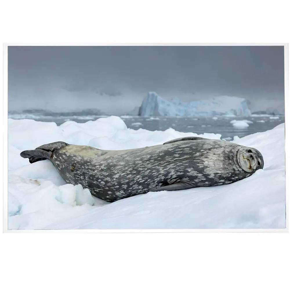 NHM Shop Icy Repose Print* Current Wildlife Photographer Of The Year | Gifts Under £20