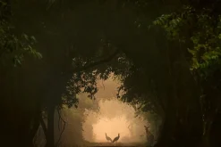 NHM Shop In the Spotlight Wall Print* Current Wildlife Photographer Of The Year | Wildlife Photographer Of The Year