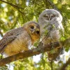 NHM Shop Leaving the Nest Wall Print* Current Wildlife Photographer Of The Year | Wildlife Photographer Of The Year