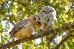 NHM Shop Leaving the Nest Wall Print* Current Wildlife Photographer Of The Year | Wildlife Photographer Of The Year