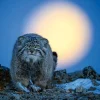 NHM Shop Moonlight Hunter Wall Print* Current Wildlife Photographer Of The Year | Wildlife Photographer Of The Year