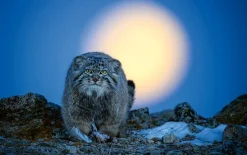 NHM Shop Moonlight Hunter Wall Print* Current Wildlife Photographer Of The Year | Wildlife Photographer Of The Year