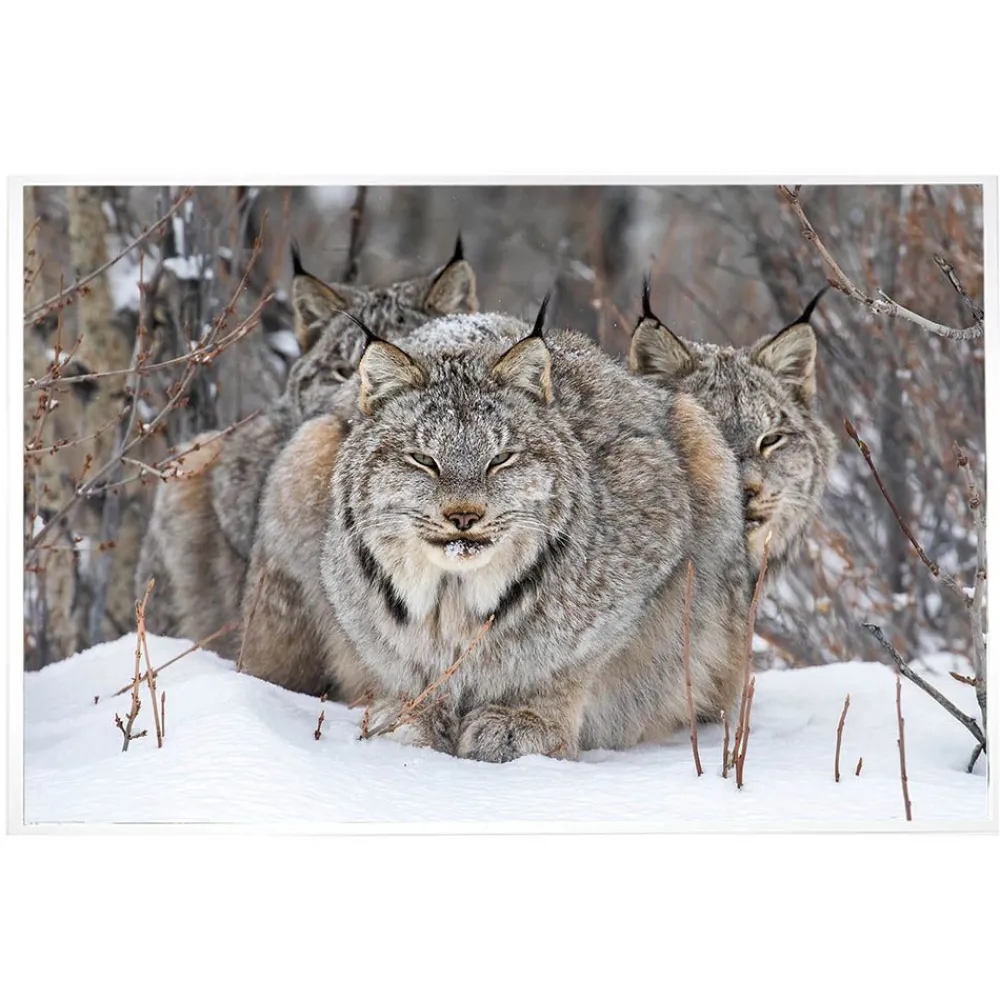 NHM Shop On Watch Print* Current Wildlife Photographer Of The Year | Wildlife Photographer Of The Year