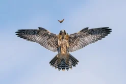 NHM Shop Practice Makes Perfect Wall Print* Current Wildlife Photographer Of The Year | Father’s Day
