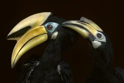 NHM Shop Preening Hornbills Wall Print* Current Wildlife Photographer Of The Year | Wildlife Photographer Of The Year