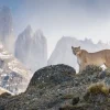NHM Shop Scanning the Realm Wall Print* Current Wildlife Photographer Of The Year | Wildlife Photographer Of The Year