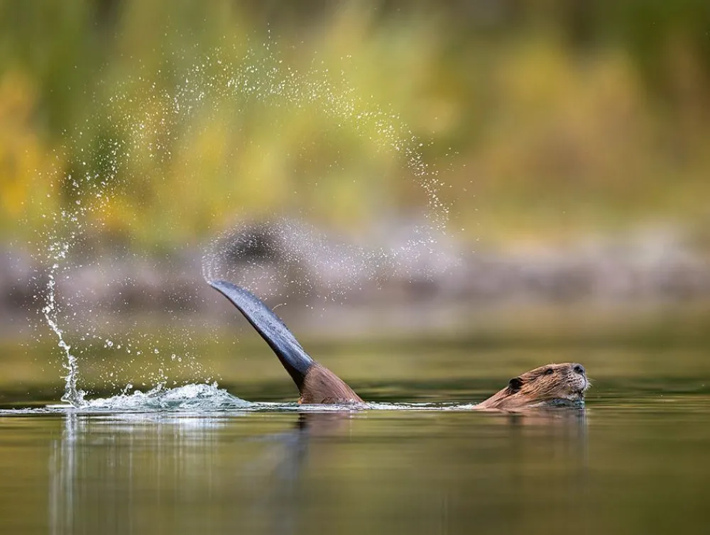 NHM Shop Slap Shot Wall Print* Current Wildlife Photographer Of The Year | Wildlife Photographer Of The Year