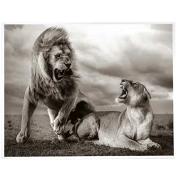 NHM Shop Stormy Scene Print* Homeware & Decor | Current Wildlife Photographer Of The Year