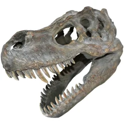 NHM Shop T. rex Large Replica Skull* Homeware & Decor | Father’s Day