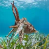 NHM Shop The Clever Cuttlefish Wall Print* Current Wildlife Photographer Of The Year | Wildlife Photographer Of The Year