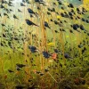 NHM Shop The Swarm of Life Wall Print* Current Wildlife Photographer Of The Year | Wildlife Photographer Of The Year