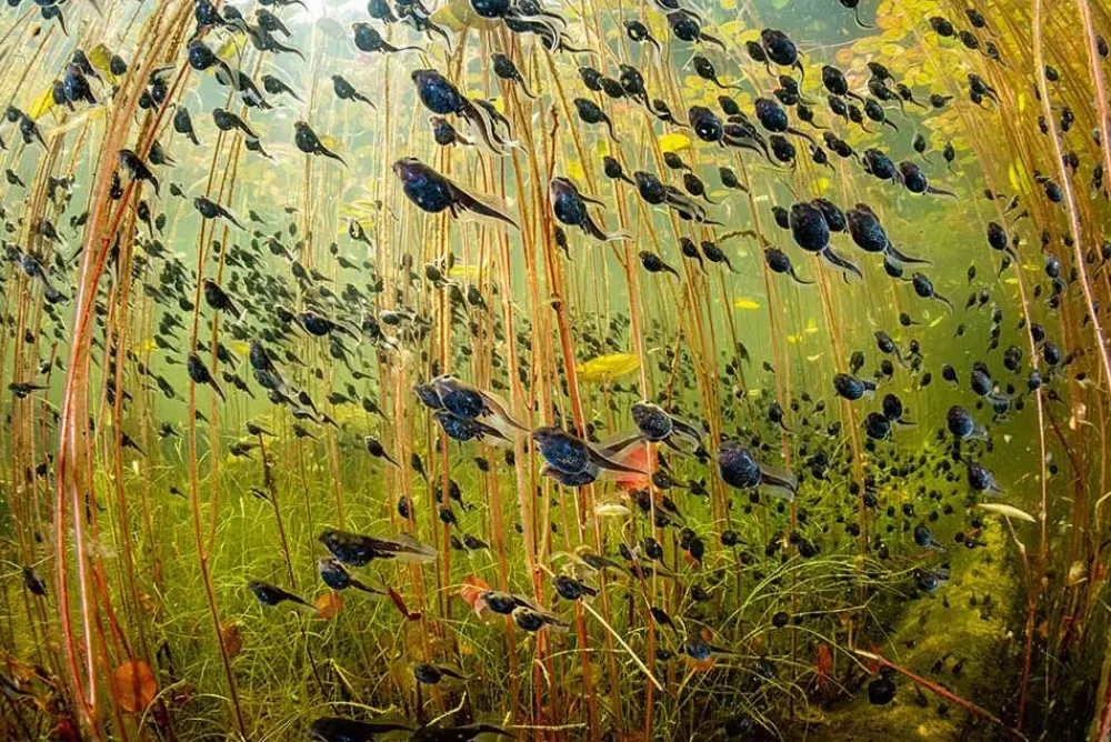 NHM Shop The Swarm of Life Wall Print* Current Wildlife Photographer Of The Year | Wildlife Photographer Of The Year