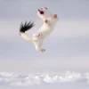 NHM Shop Twist and Jump Wall Print* Current Wildlife Photographer Of The Year | Wildlife Photographer Of The Year