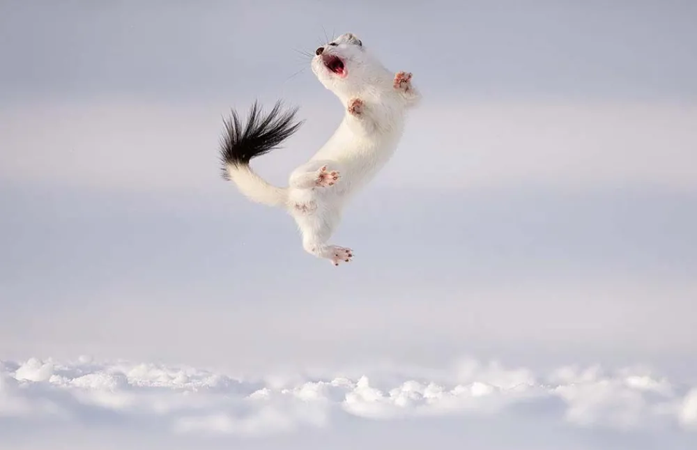 NHM Shop Twist and Jump Wall Print* Current Wildlife Photographer Of The Year | Wildlife Photographer Of The Year