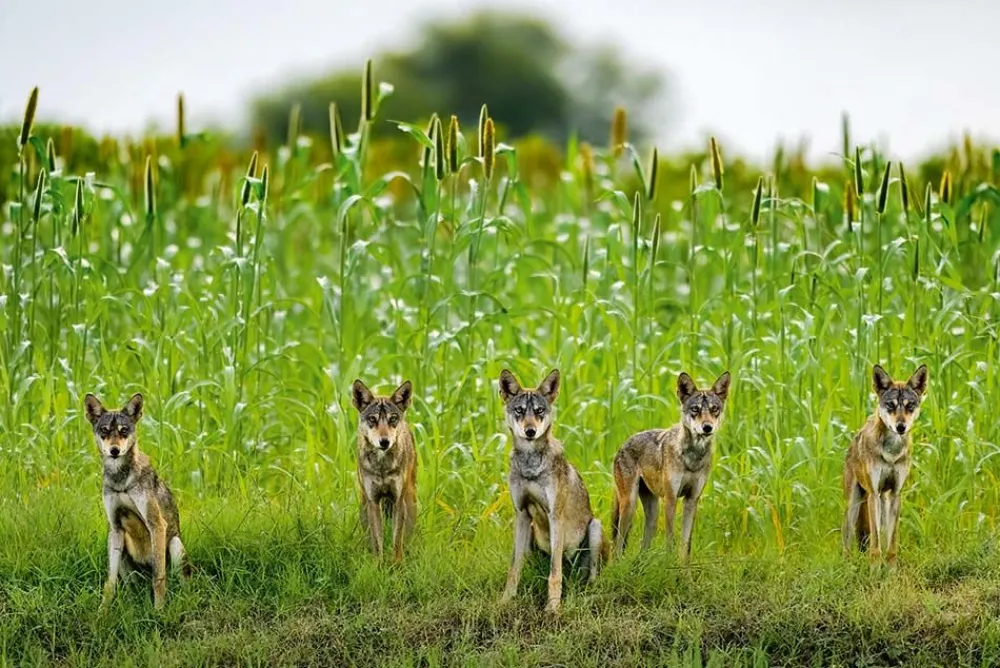 NHM Shop Wolf Pack Wall Print* Current Wildlife Photographer Of The Year | Wildlife Photographer Of The Year